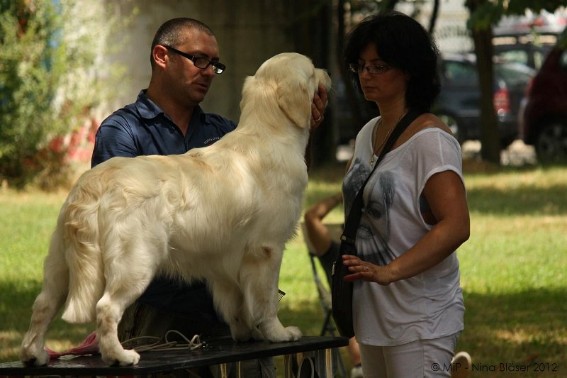 2012-07-01 B & B - Bedlington & Bichon Fun Day (101)_1500x1000.jpg